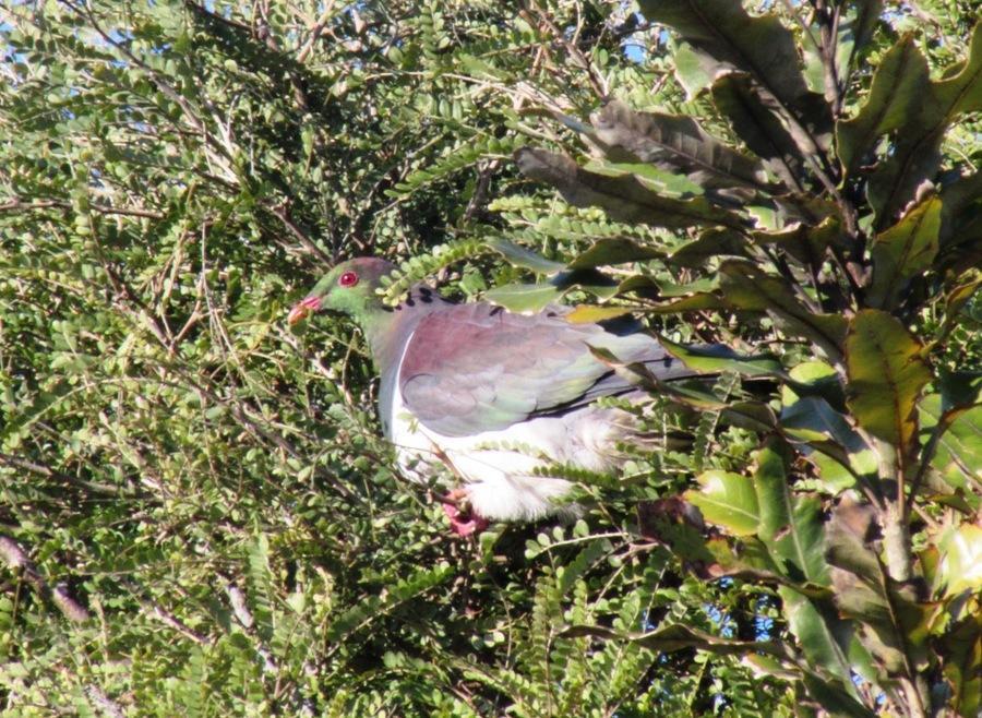 Birdsong Accommodation โฮกิทิกา ภายนอก รูปภาพ